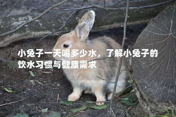 小兔子一天喝多少水，了解小兔子的饮水习惯与健康需求