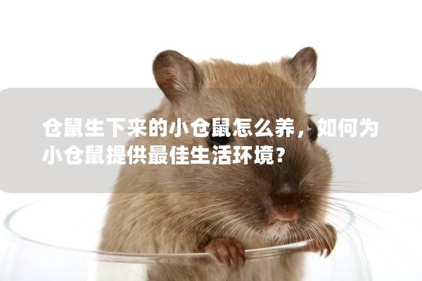 仓鼠生下来的小仓鼠怎么养，如何为小仓鼠提供最佳生活环境？