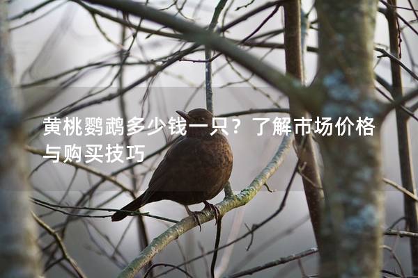 黄桃鹦鹉多少钱一只？了解市场价格与购买技巧