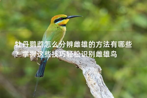 牡丹鹦鹉怎么分辨雌雄的方法有哪些？掌握这些技巧轻松识别雌雄鸟