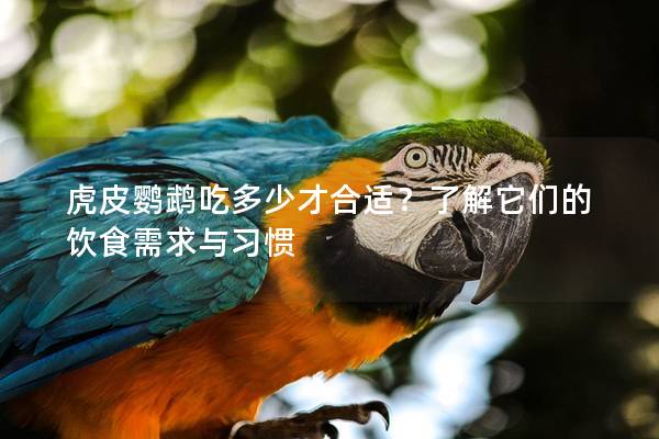虎皮鹦鹉吃多少才合适？了解它们的饮食需求与习惯