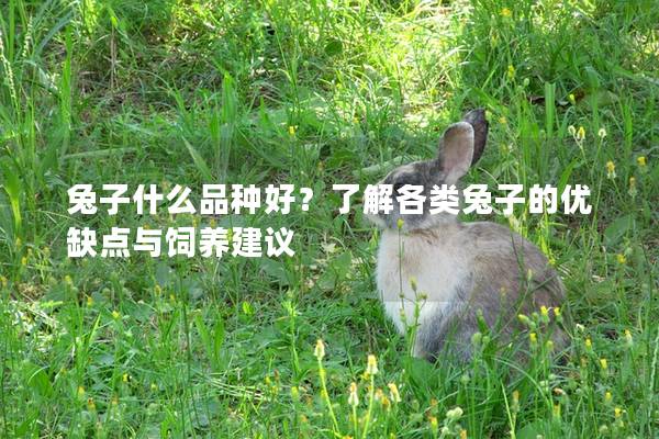 兔子什么品种好？了解各类兔子的优缺点与饲养建议