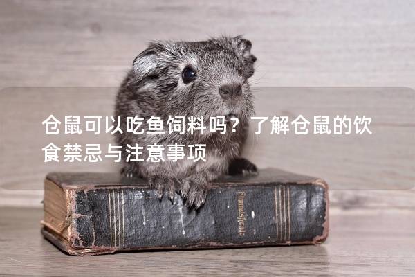 仓鼠可以吃鱼饲料吗？了解仓鼠的饮食禁忌与注意事项
