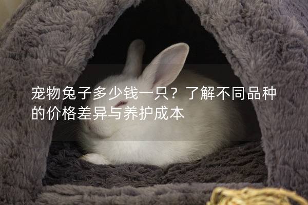 宠物兔子多少钱一只？了解不同品种的价格差异与养护成本