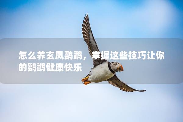 怎么养玄凤鹦鹉，掌握这些技巧让你的鹦鹉健康快乐