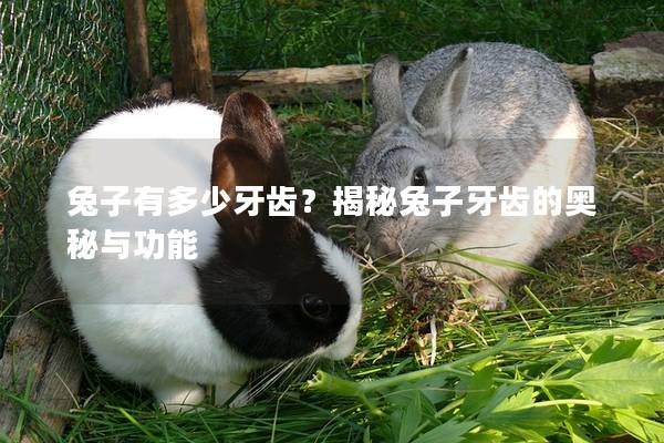 兔子有多少牙齿？揭秘兔子牙齿的奥秘与功能
