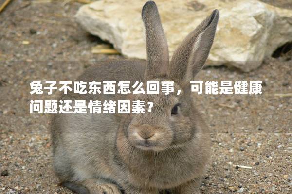 兔子不吃东西怎么回事，可能是健康问题还是情绪因素？