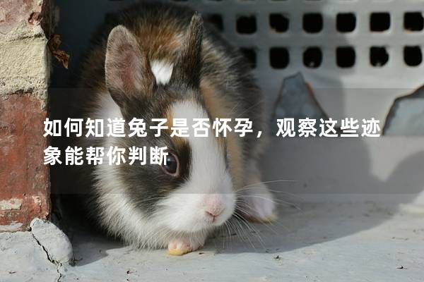 如何知道兔子是否怀孕，观察这些迹象能帮你判断