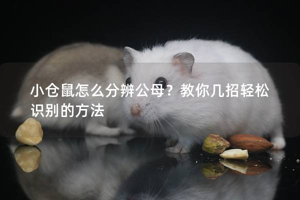 小仓鼠怎么分辨公母？教你几招轻松识别的方法