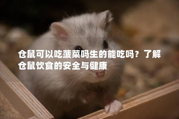 仓鼠可以吃菠菜吗生的能吃吗？了解仓鼠饮食的安全与健康