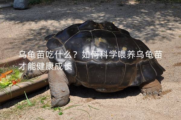 乌龟苗吃什么？如何科学喂养乌龟苗才能健康成长