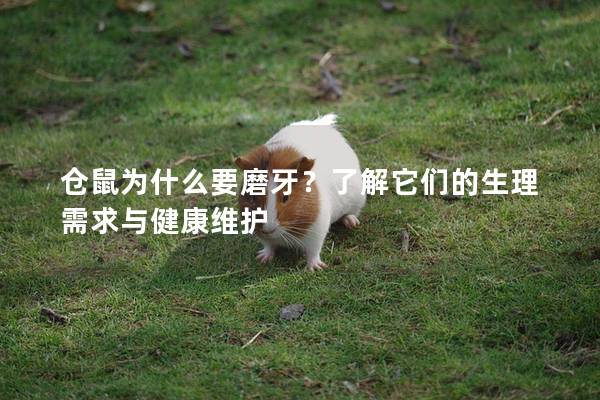 仓鼠为什么要磨牙？了解它们的生理需求与健康维护