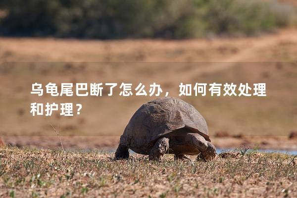 乌龟尾巴断了怎么办，如何有效处理和护理？