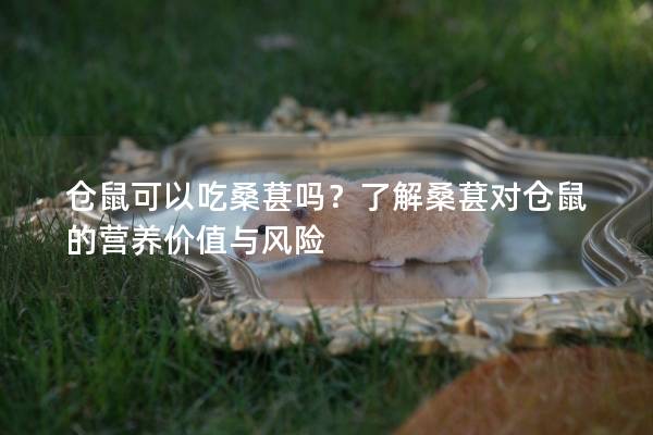 仓鼠可以吃桑葚吗？了解桑葚对仓鼠的营养价值与风险