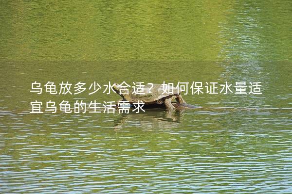 乌龟放多少水合适？如何保证水量适宜乌龟的生活需求