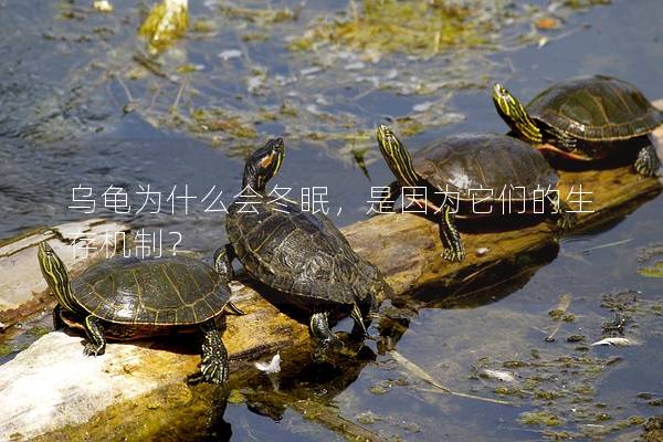 乌龟为什么会冬眠，是因为它们的生存机制？