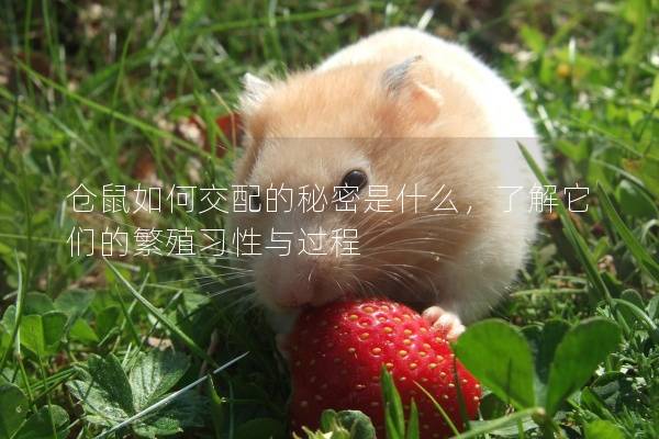 仓鼠如何交配的秘密是什么，了解它们的繁殖习性与过程