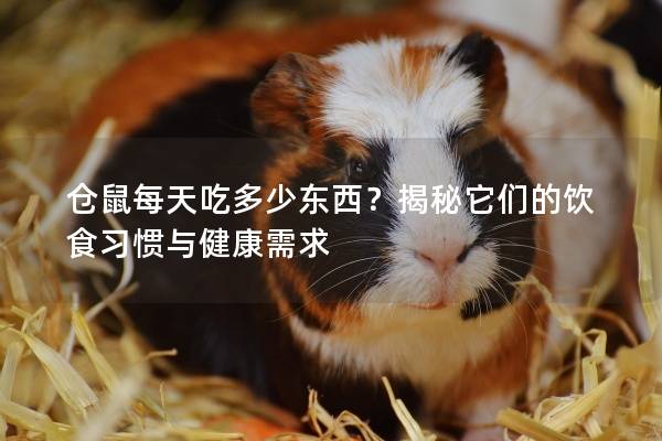 仓鼠每天吃多少东西？揭秘它们的饮食习惯与健康需求