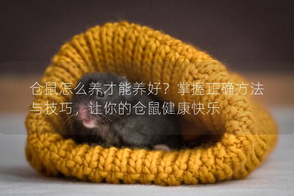 仓鼠怎么养才能养好？掌握正确方法与技巧，让你的仓鼠健康快乐