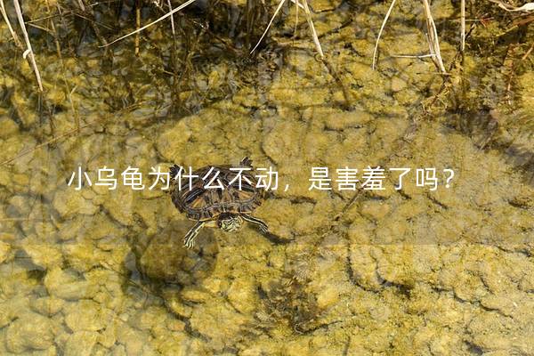 小乌龟为什么不动，是害羞了吗？