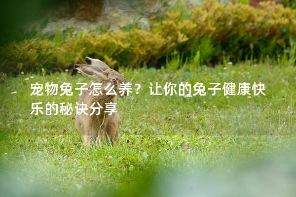 宠物兔子怎么养？让你的兔子健康快乐的秘诀分享