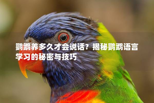 鹦鹉养多久才会说话？揭秘鹦鹉语言学习的秘密与技巧