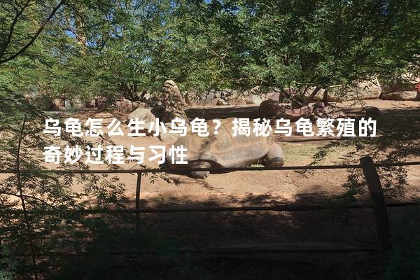 乌龟怎么生小乌龟？揭秘乌龟繁殖的奇妙过程与习性