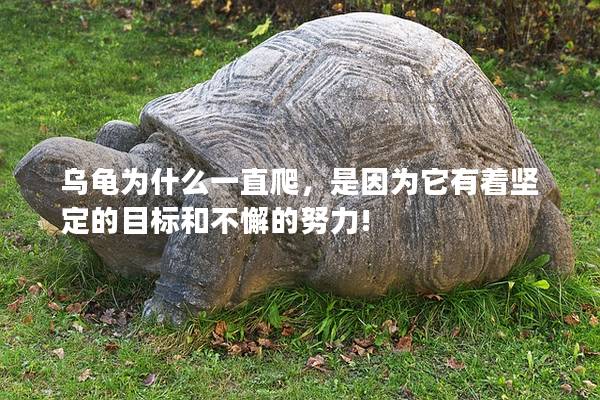 乌龟为什么一直爬，是因为它有着坚定的目标和不懈的努力!