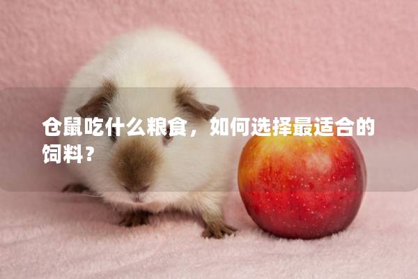 仓鼠吃什么粮食，如何选择最适合的饲料？