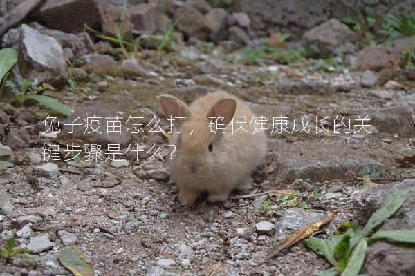 兔子疫苗怎么打，确保健康成长的关键步骤是什么？