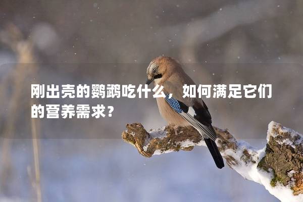 刚出壳的鹦鹉吃什么，如何满足它们的营养需求？