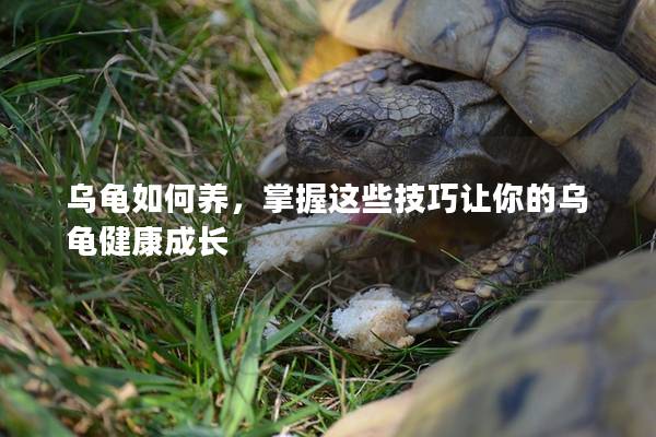 乌龟如何养，掌握这些技巧让你的乌龟健康成长