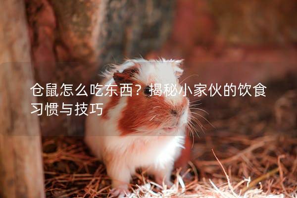 仓鼠怎么吃东西？揭秘小家伙的饮食习惯与技巧