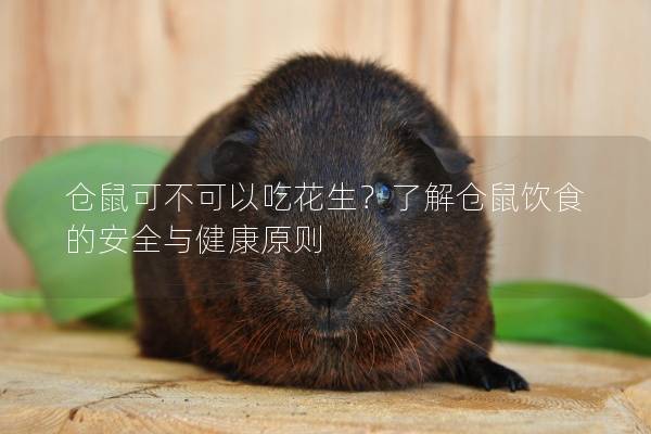 仓鼠可不可以吃花生？了解仓鼠饮食的安全与健康原则
