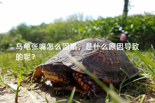 乌龟张嘴怎么回事，是什么原因导致的呢？