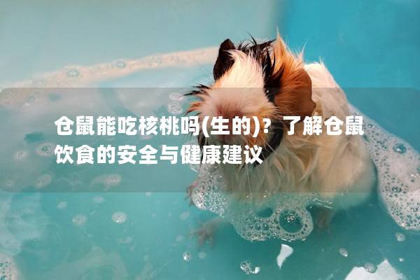 仓鼠能吃核桃吗(生的)？了解仓鼠饮食的安全与健康建议