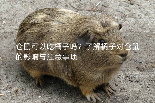 仓鼠可以吃橘子吗？了解橘子对仓鼠的影响与注意事项