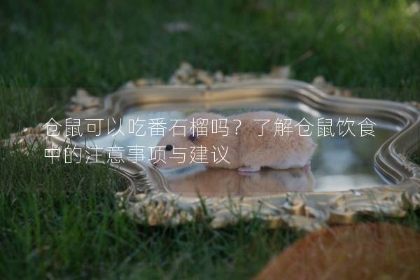 仓鼠可以吃番石榴吗？了解仓鼠饮食中的注意事项与建议