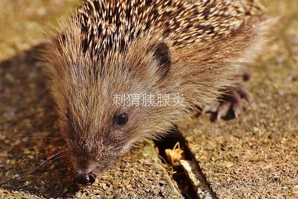 刺猬胰腺炎