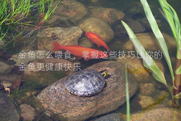 金鱼怎么喂食，掌握这些技巧让你的金鱼更健康快乐