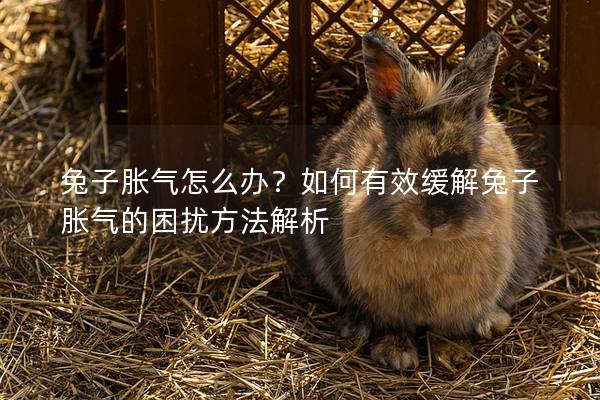 兔子胀气怎么办？如何有效缓解兔子胀气的困扰方法解析