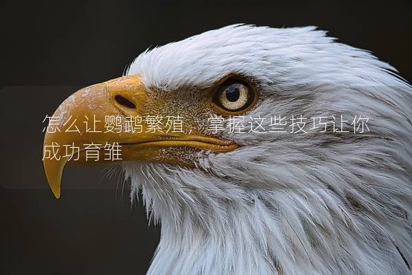 怎么让鹦鹉繁殖，掌握这些技巧让你成功育雏