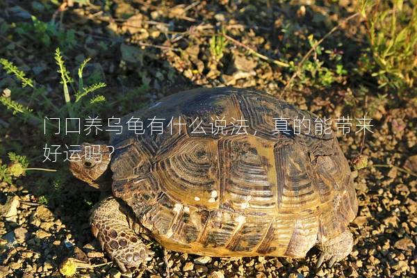 门口养乌龟有什么说法，真的能带来好运吗？