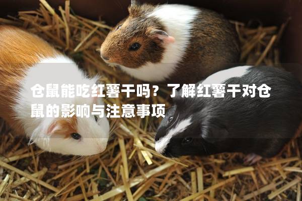 仓鼠能吃红薯干吗？了解红薯干对仓鼠的影响与注意事项