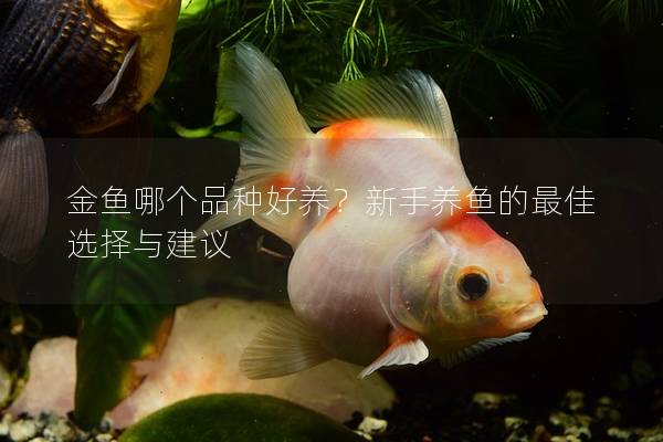 金鱼哪个品种好养？新手养鱼的最佳选择与建议