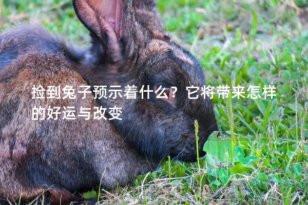 捡到兔子预示着什么？它将带来怎样的好运与改变