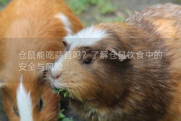 仓鼠能吃蒜苔吗？了解仓鼠饮食中的安全与风险