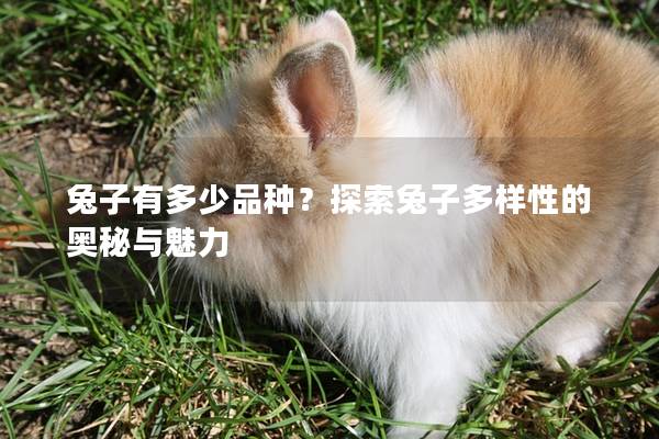 兔子有多少品种？探索兔子多样性的奥秘与魅力