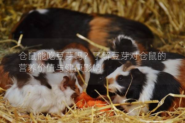 仓鼠能吃豆芽吗？了解豆芽对仓鼠的营养价值与健康影响