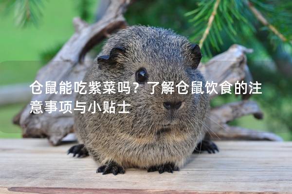 仓鼠能吃紫菜吗？了解仓鼠饮食的注意事项与小贴士